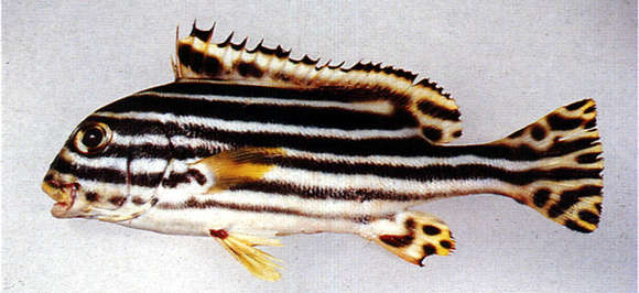 Image of Diagonal banded sweetlips