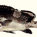 صورة Plectorhinchus picus (Cuvier 1828)