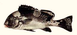 صورة Plectorhinchus picus (Cuvier 1828)