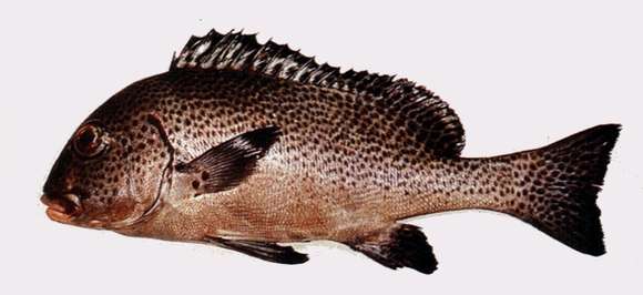 Image of Indian Ocean oriental sweetlips