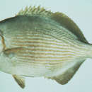 Image of Brown Chub