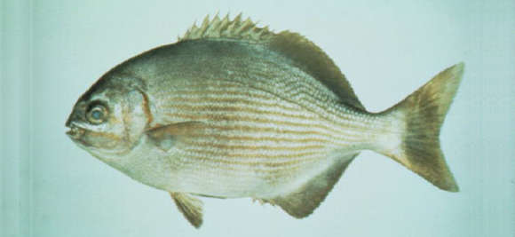 Image of Kyphosus