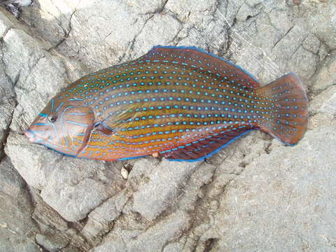 Image of Wrasses