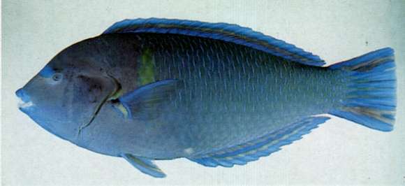 Image of Wrasses