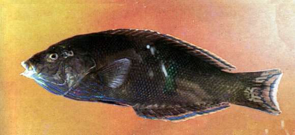 Image of Geographic Wrasse