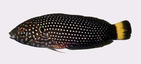 Image of White-spotted wrasse