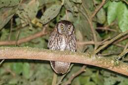 Image of Koepcke's Screech Owl