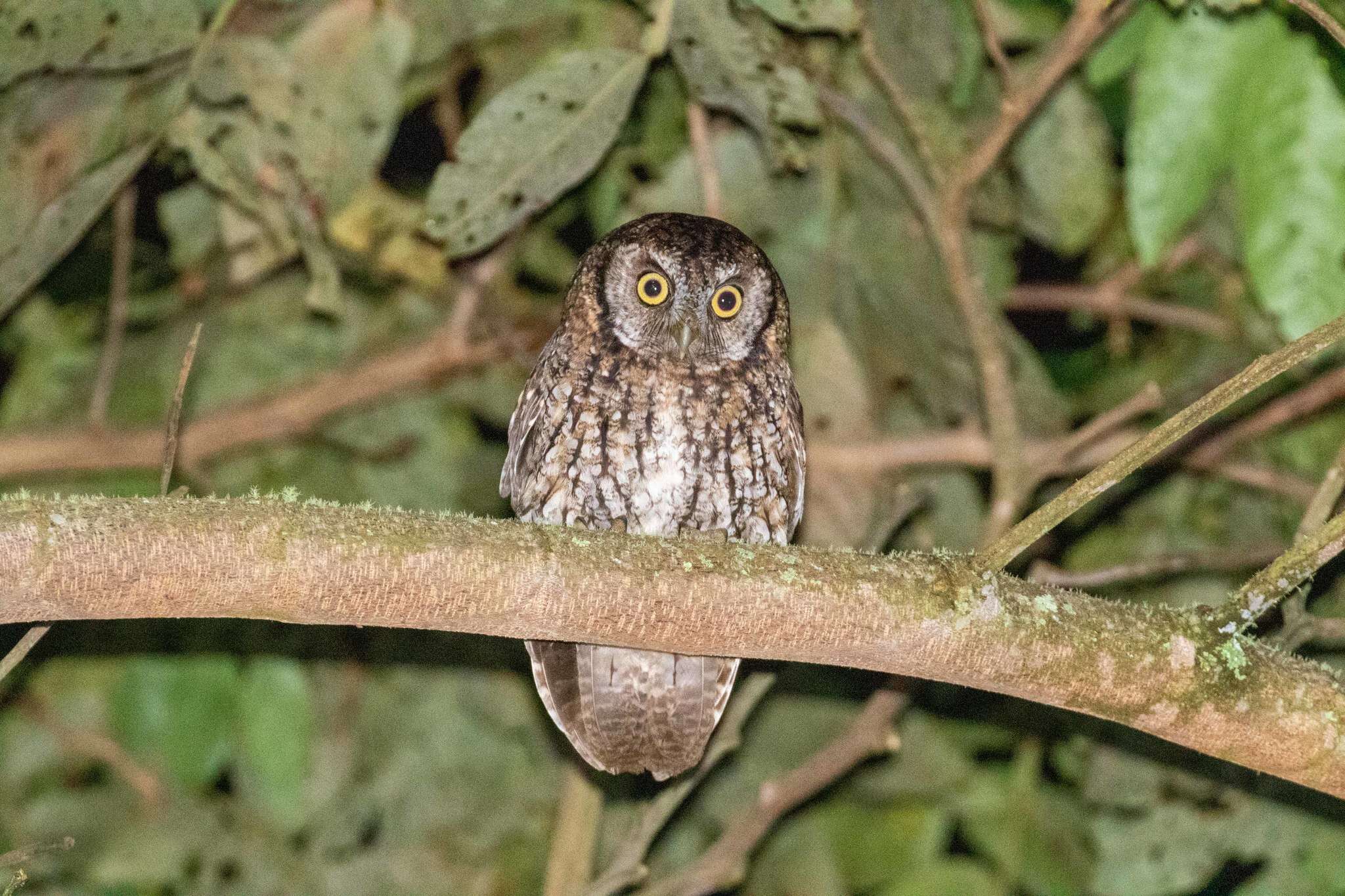 Image of Koepcke's Screech Owl