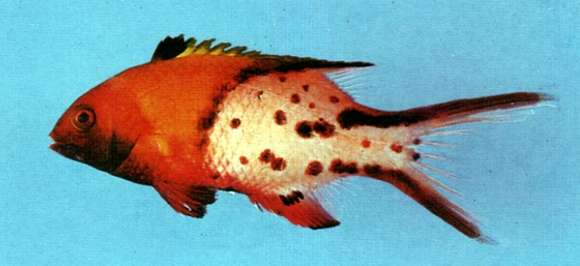 Image of Lyre-tail hogfish