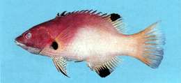 Image of Axil hogfish