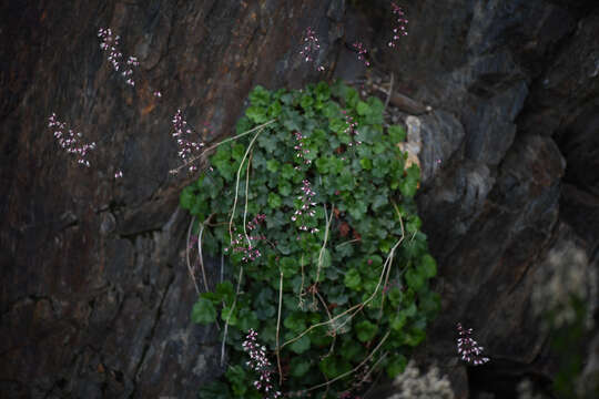 Image of Laguna Mountain alumroot