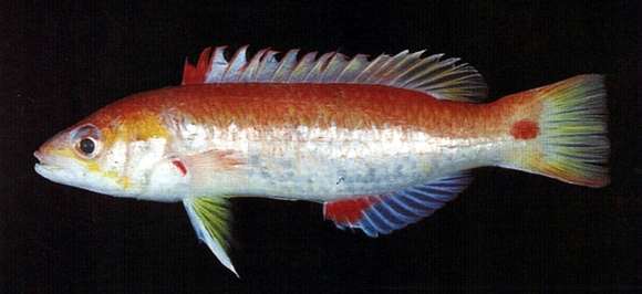 Sivun Bodianus cylindriatus (Tanaka 1930) kuva