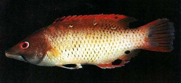 Image of Diana's Hogfish