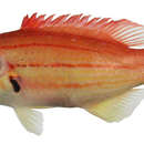 Image of Lined hogfish