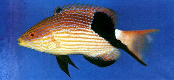 Image of Blackfin hogfish