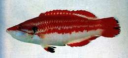 Image of Hogfish