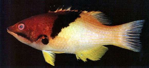 Image of Black-belt hogfish