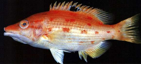 Image of Hogfish