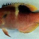 Image of Golden-spot hogfish