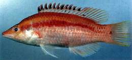 صورة Bodianus thoracotaeniatus Yamamoto 1982