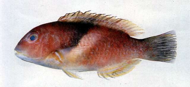 Image of Scarbreast Tuskfin