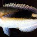Image of Blackwedge tuskfish