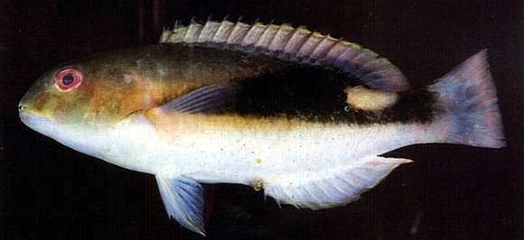 Image of Blackwedge tuskfish