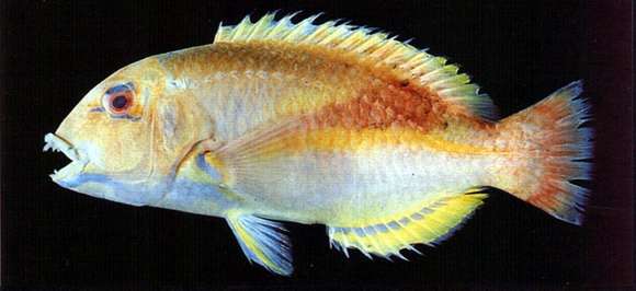 Image of Robust tuskfish