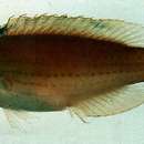 Image of Crescent-tail wrasse