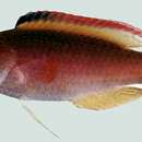 Image of Red-margined wrasse