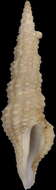 Image of Compsodrillia tristicha (Dall 1889)