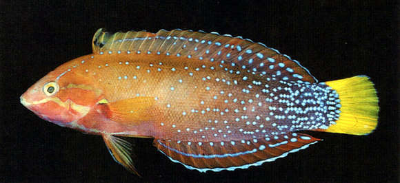 Image of African clown wrasse