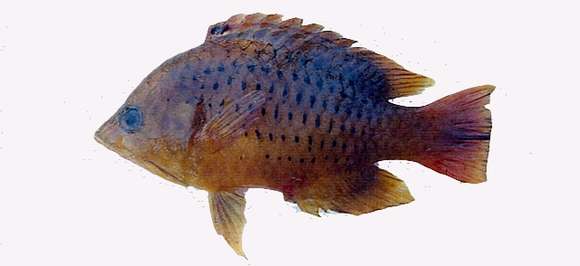 Image of Epibulus