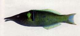 Image of Gomphosus