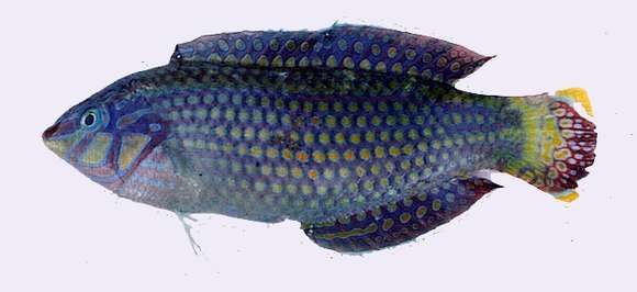 Image of Argus Wrasse