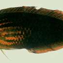 Image of Biocellate wrasse