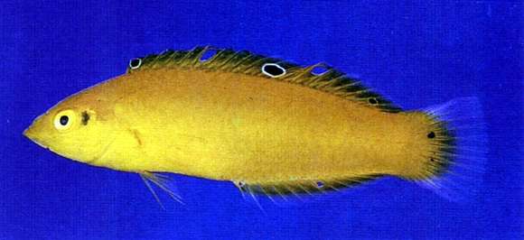 Image of Canary wrasse