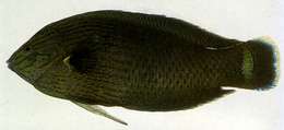 Image of Dusky wrasse