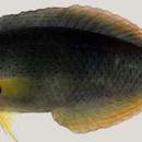 Image of Black wrasse