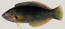 Image of Black wrasse