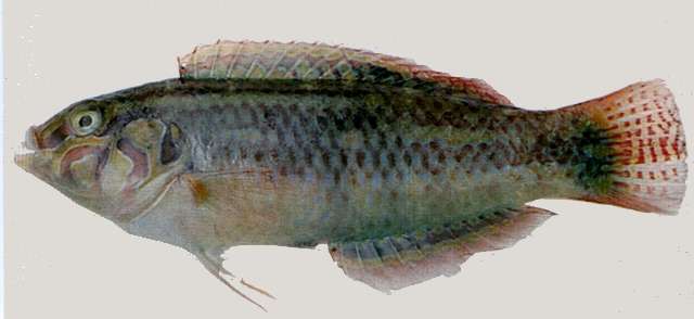 Image of Cheekring wrasse