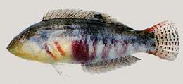 Image of Clouded rainbow fish