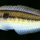 Image of Multicolorfin rainbowfish