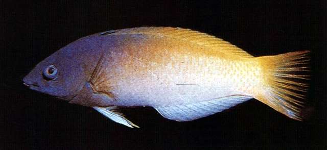 Image of Half-grey wrasse