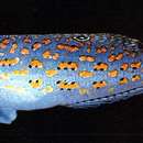 Image of Timor wrasse