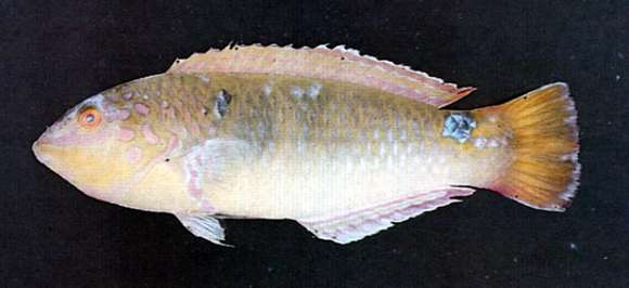 Image of Threespot wrasse