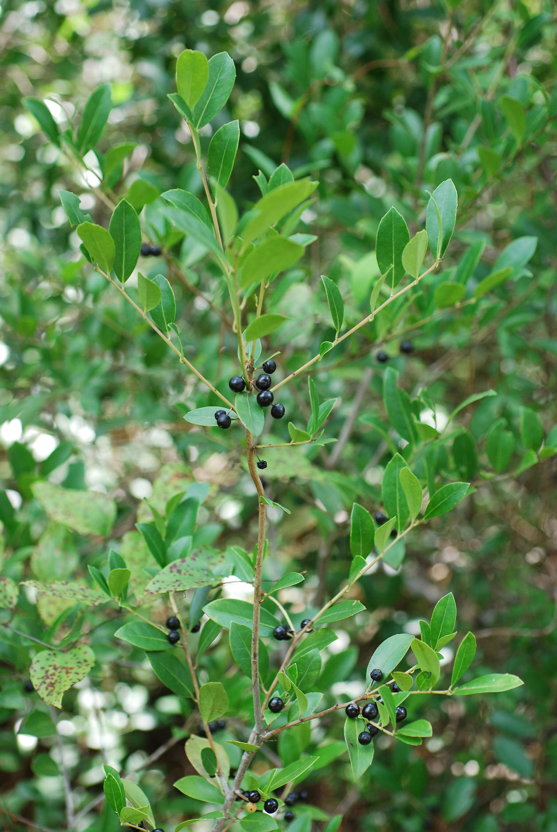 Image of large gallberry