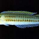 Image of Candy cane wrasse