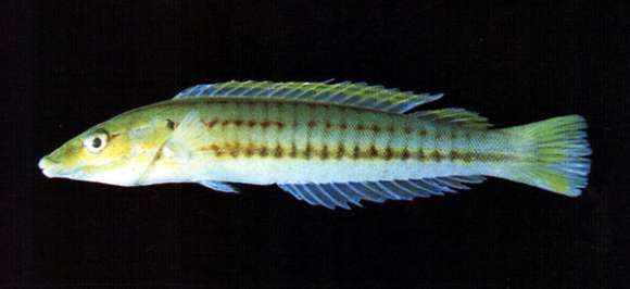 Image of Ring wrasses