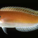 Image of Red cigar-wrasse